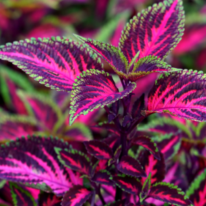 Coleus plant